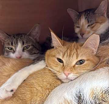 Photo of Ginger