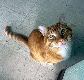 Photo of Granite-Adoptable Awaiting S/N