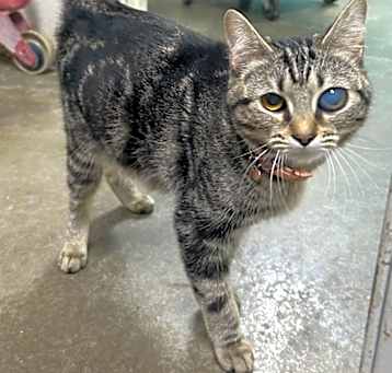Photo of Metal Meow-Adoptable Awaiting S/N