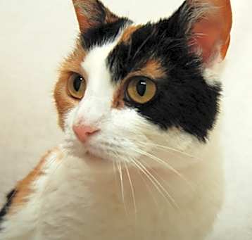 Photo of Sweetums
