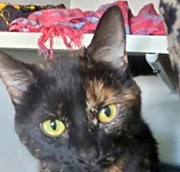 Photo of Mousseline