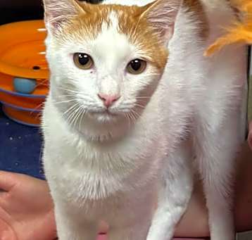 Photo of 82867a Costco - Pounce Cat Caf