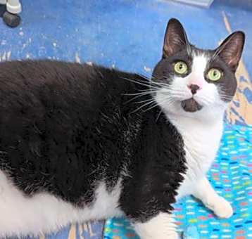 Photo of Patch