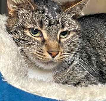 Photo of Justice *Polydactyl*