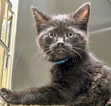 Photo of Basil
