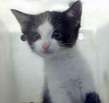 Photo of TUX