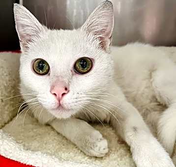 Photo of Blanca