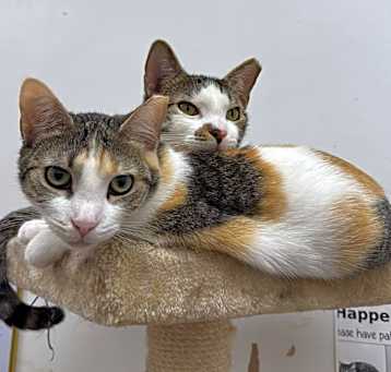 Photo of Laverne and Pudding