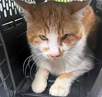 Photo of Ralph