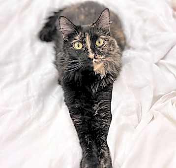 Photo of Beesly