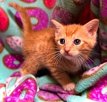 Photo of Rascal