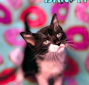Photo of Bandit