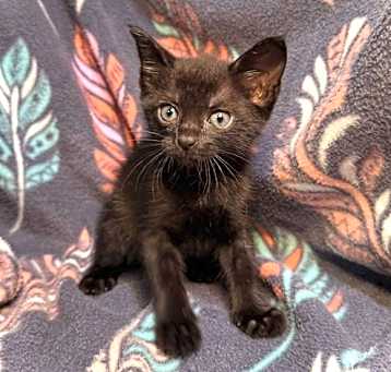 Photo of Olive