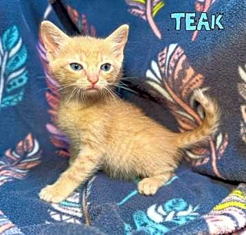 Photo of Teak