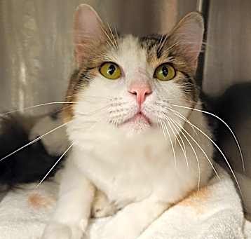 Photo of Shylock