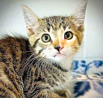Photo of Clementine