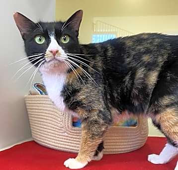 Photo of Dutchess