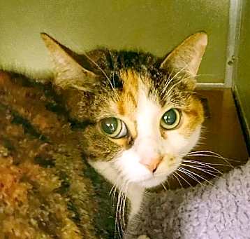 Photo of Sugar Pie