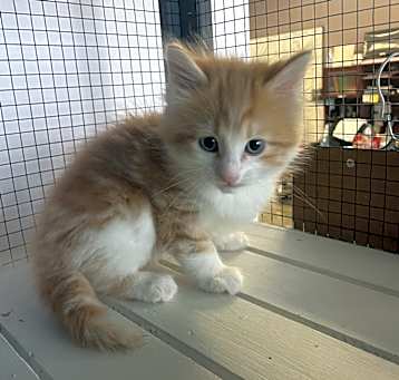 Photo of Melon