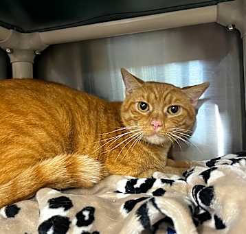 Photo of Tigger