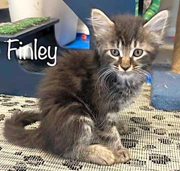 Photo of Finley - Tabby