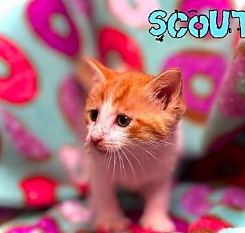 Photo of Scout