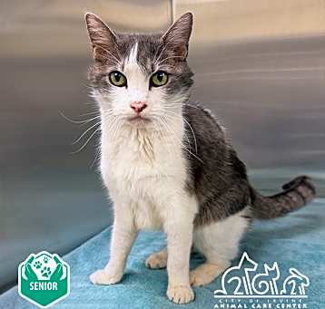 Photo of WHISKERS