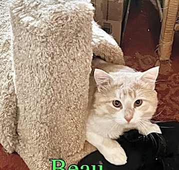Photo of Beau