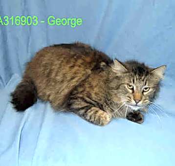 Photo of GEORGE