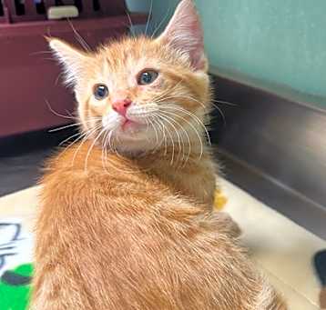 Photo of Dorito