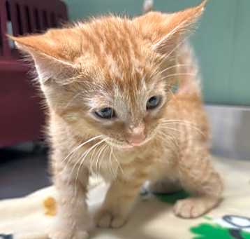 Photo of Cheeto