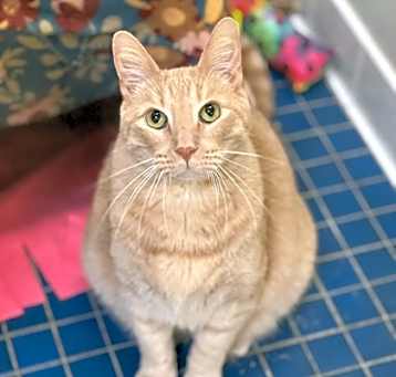 Photo of Tango