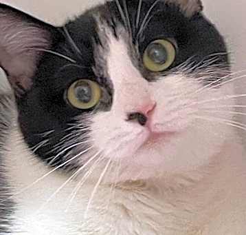 Photo of Cookie