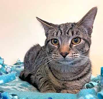 Photo of Maverick