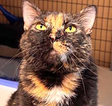 Photo of Blossom