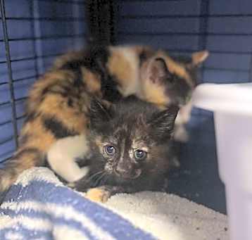 Photo of Meowgaret