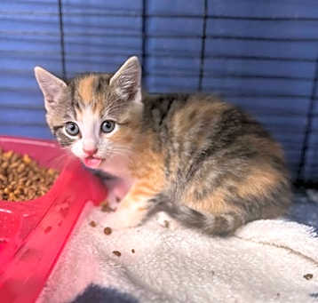Photo of Purrl