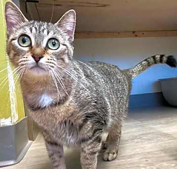 Photo of Miss Meatball