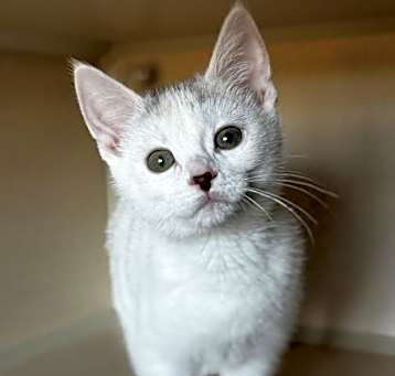 Photo of Shortbread