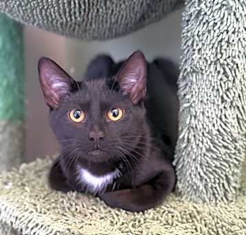 Photo of Cornelius