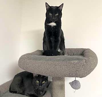 Photo of Dewey & Louie