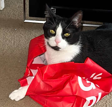 Photo of Milo