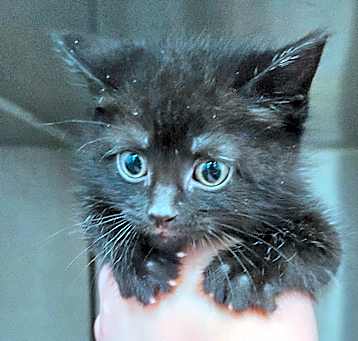 Photo of Velvet 