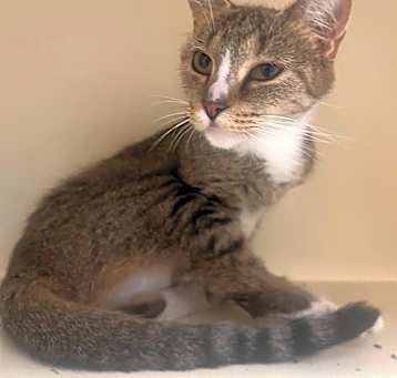 Photo of Peaches
