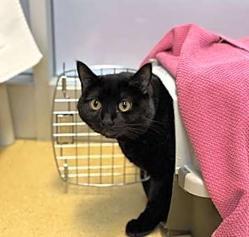 Photo of Shadow