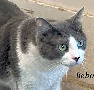 Photo of BEBO