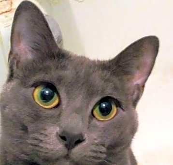 Photo of Twinkie