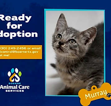 Photo of Murray