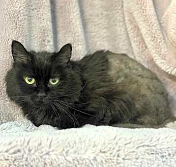 Photo of Raven