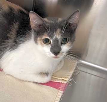 Photo of Hera